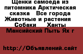 Щенки самоеда из питомника Арктическая сказка - Все города Животные и растения » Собаки   . Ханты-Мансийский,Пыть-Ях г.